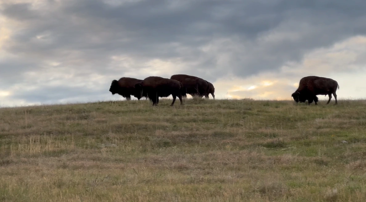 A small herd of bison grazes along a grassy ridgeline near 2111 Vantage Circle under a clouded evening sky.